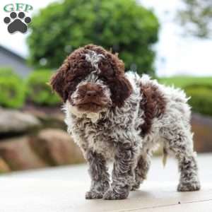 Bluey, Lagotto Romagnolo Puppy